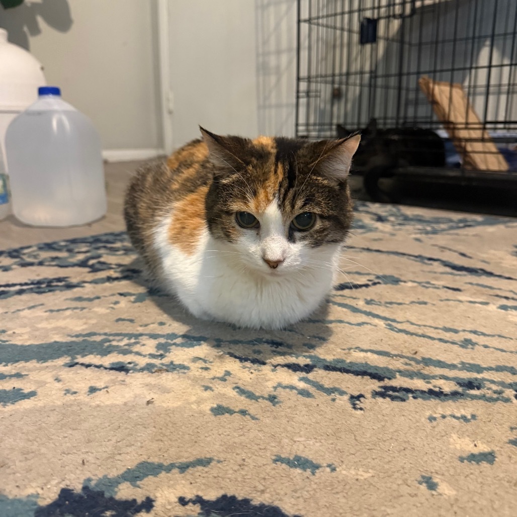 Jocelynn, an adoptable Domestic Short Hair in Eagle Mountain, UT, 84005 | Photo Image 4