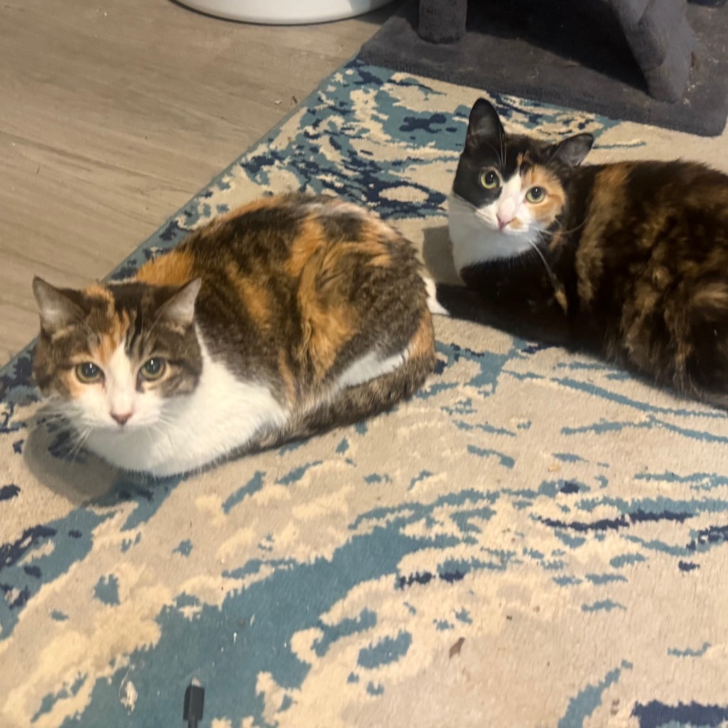 Jocelynn, an adoptable Domestic Short Hair in Eagle Mountain, UT, 84005 | Photo Image 5