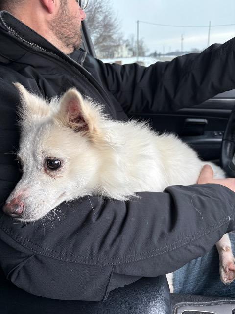 Truffles, an adoptable Spitz in Auburn, IN, 46706 | Photo Image 1