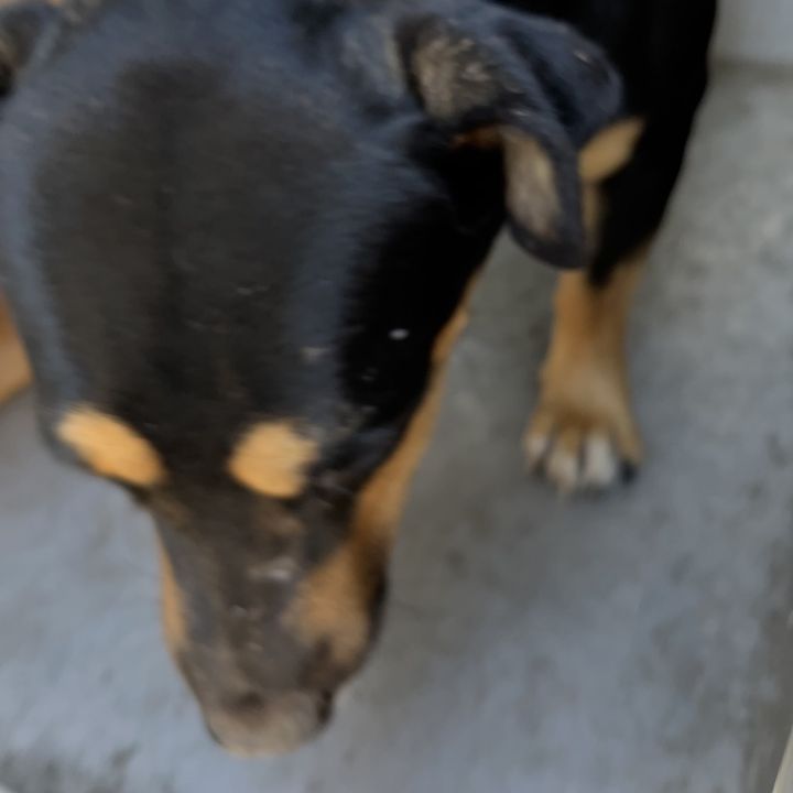 Jack 2