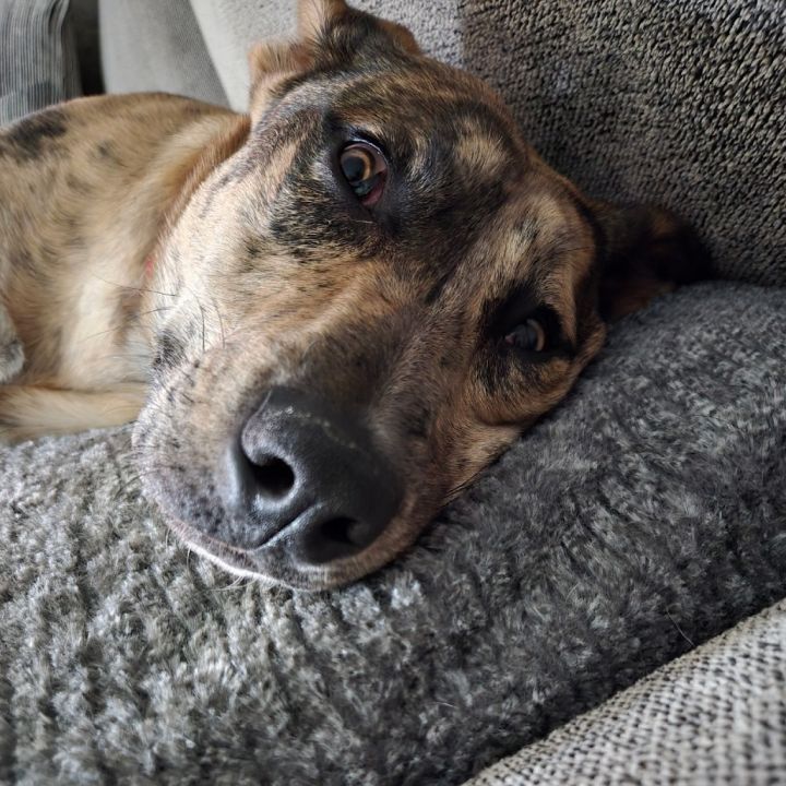 Harvey 5
