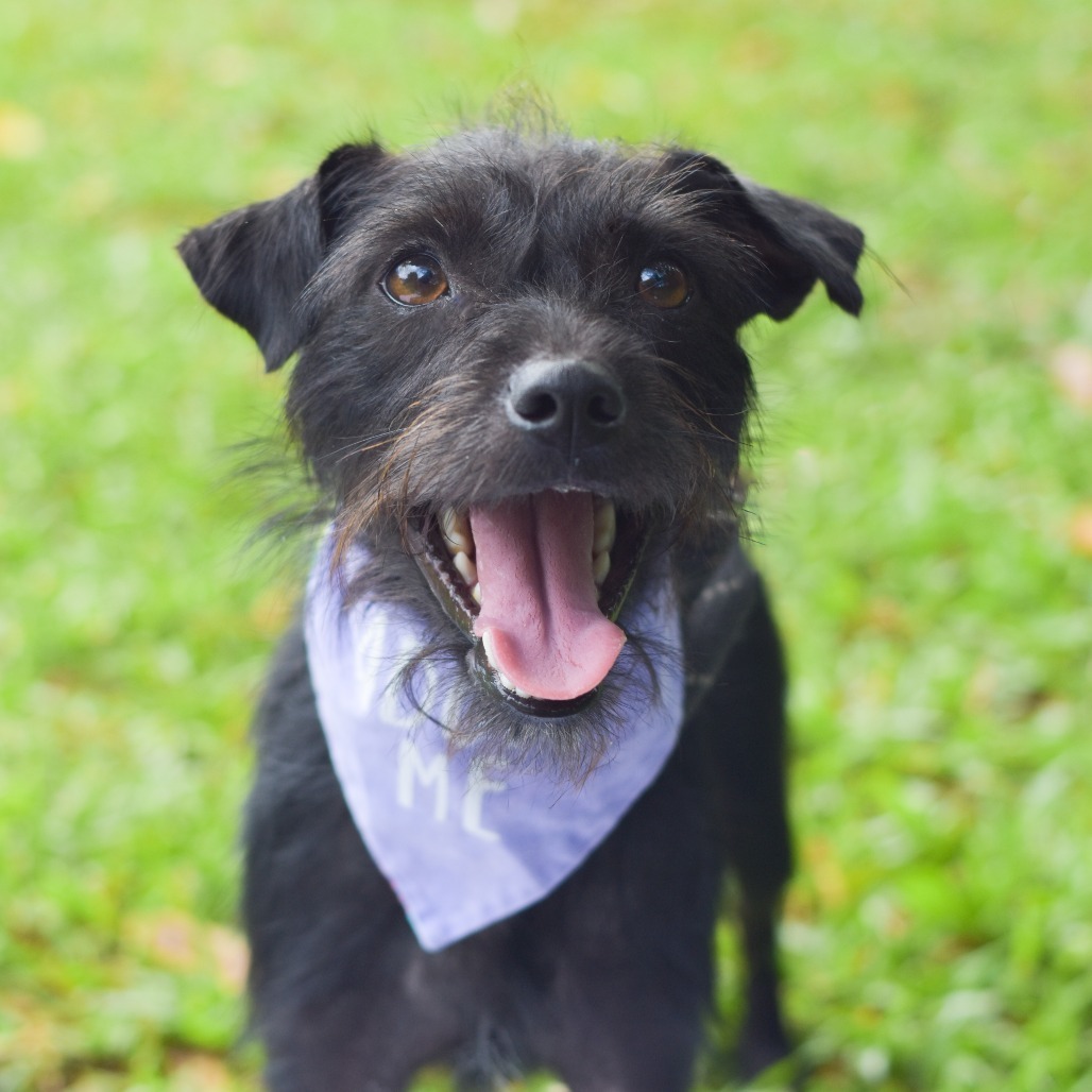 Celia Mae, an adoptable Mixed Breed in Kailua Kona, HI, 96740 | Photo Image 1