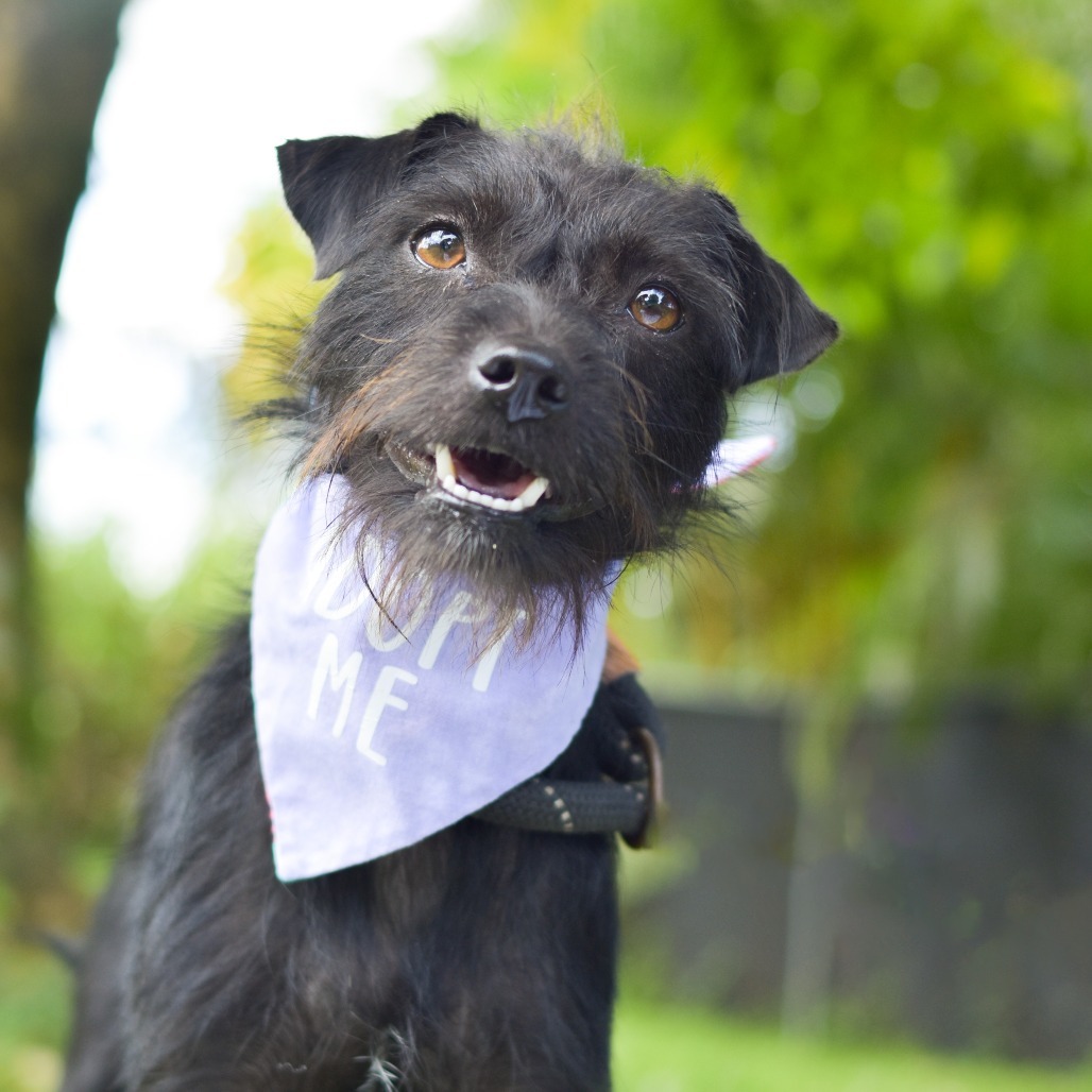 Celia Mae, an adoptable Mixed Breed in Kailua Kona, HI, 96740 | Photo Image 2