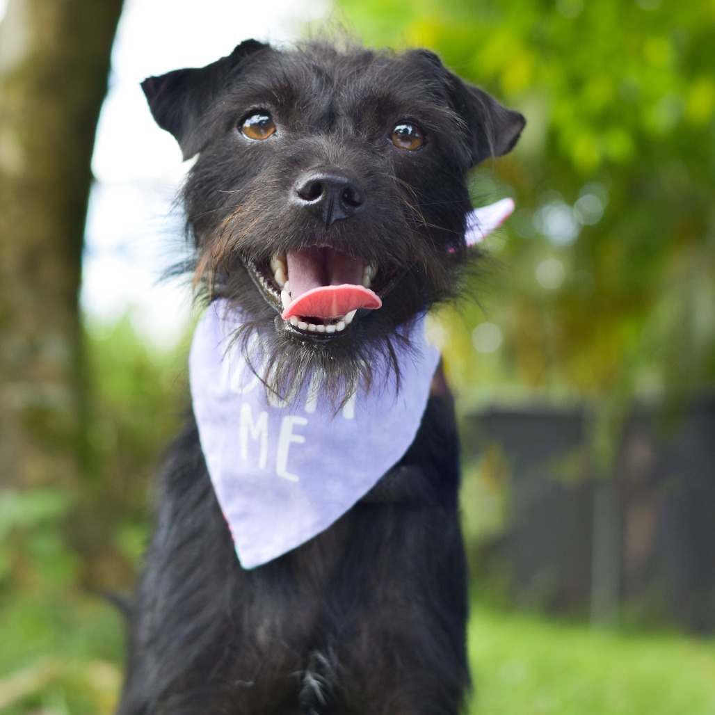 Celia Mae, an adoptable Mixed Breed in Kailua Kona, HI, 96740 | Photo Image 3