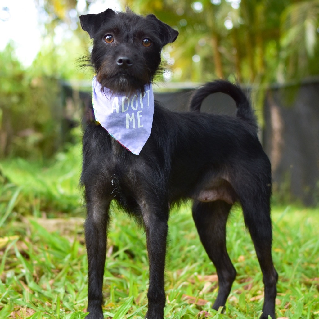 Celia Mae, an adoptable Mixed Breed in Kailua Kona, HI, 96740 | Photo Image 4