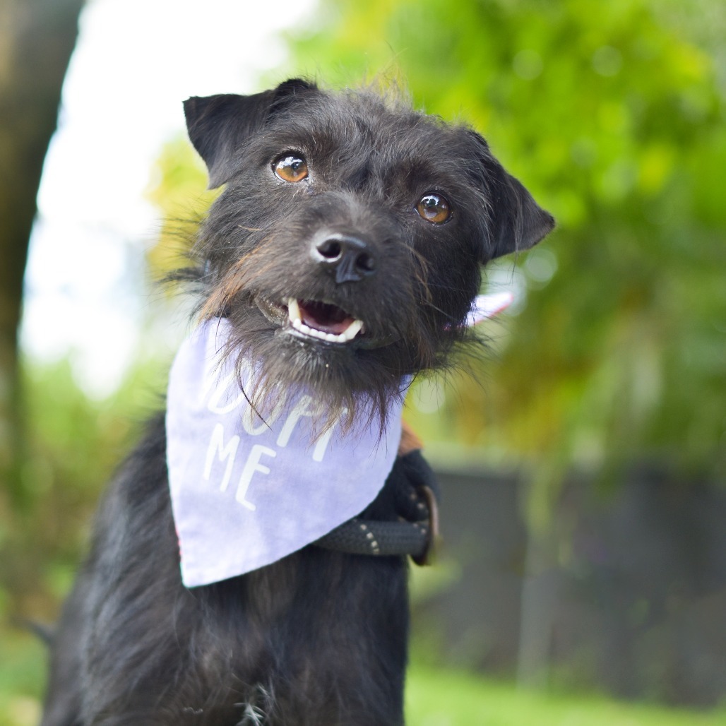 Celia Mae, an adoptable Mixed Breed in Kailua Kona, HI, 96740 | Photo Image 5