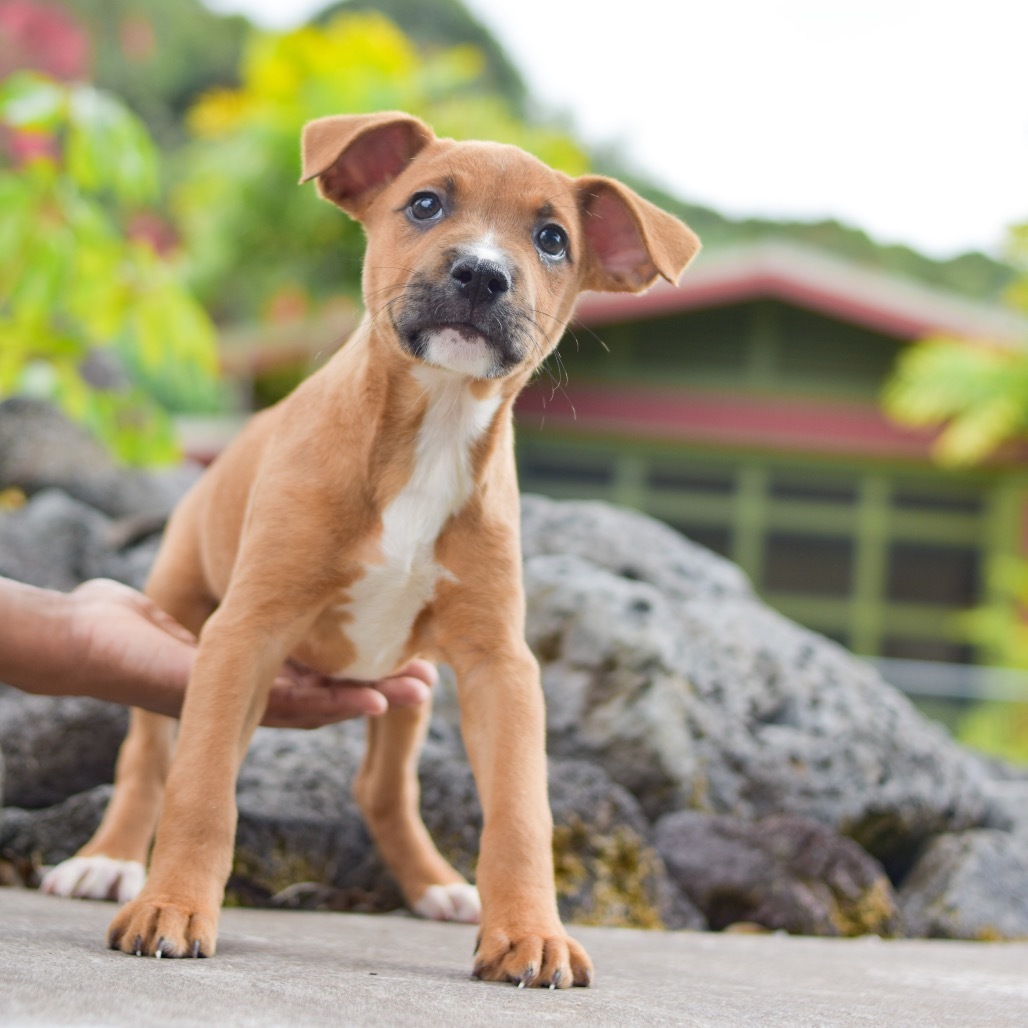 Pete, an adoptable Mixed Breed in Kailua Kona, HI, 96740 | Photo Image 1