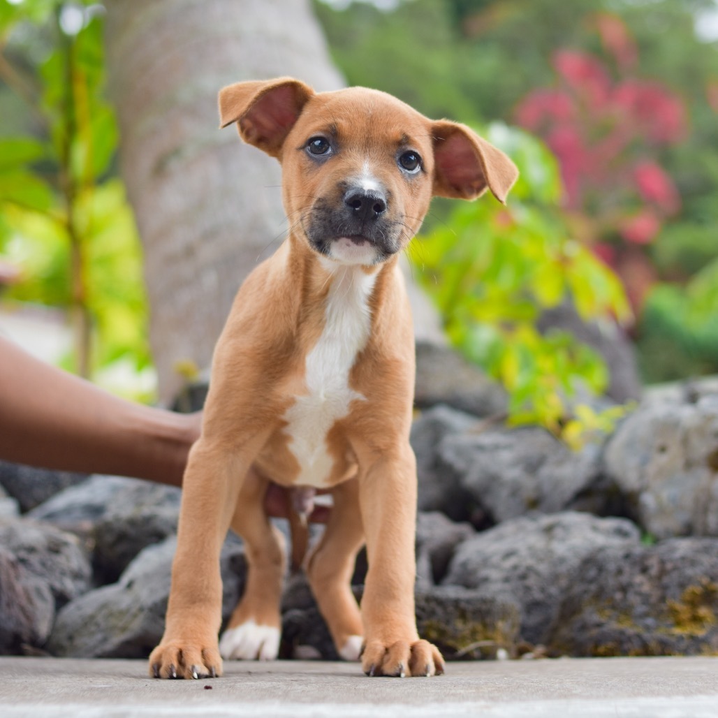 Pete, an adoptable Mixed Breed in Kailua Kona, HI, 96740 | Photo Image 2