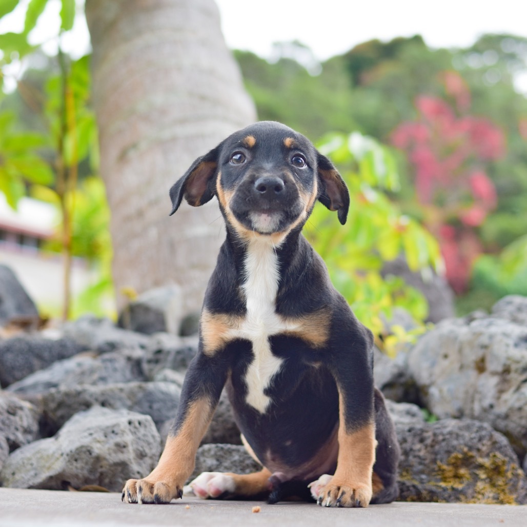 Powerline, an adoptable Mixed Breed in Kailua Kona, HI, 96740 | Photo Image 1