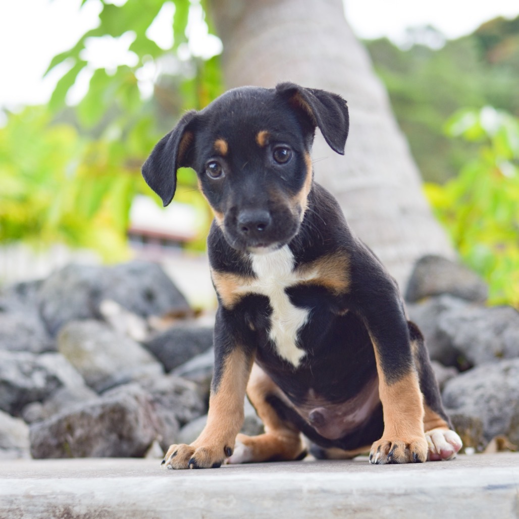 Powerline, an adoptable Mixed Breed in Kailua Kona, HI, 96740 | Photo Image 2