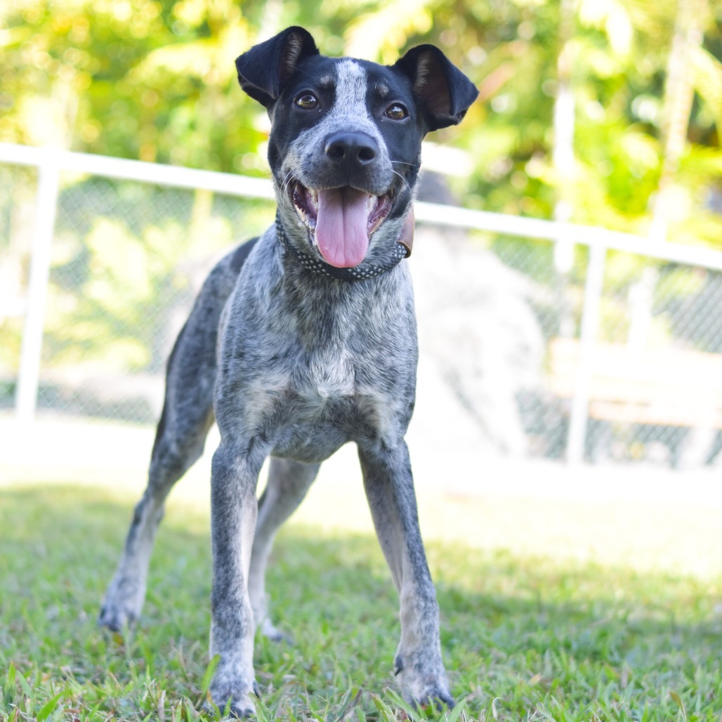 Pony, an adoptable Mixed Breed in Kailua Kona, HI, 96740 | Photo Image 1