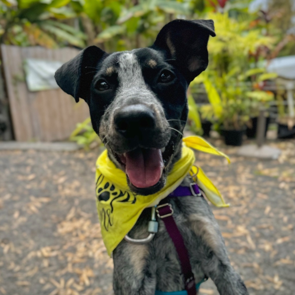 Pony, an adoptable Mixed Breed in Kailua Kona, HI, 96740 | Photo Image 1