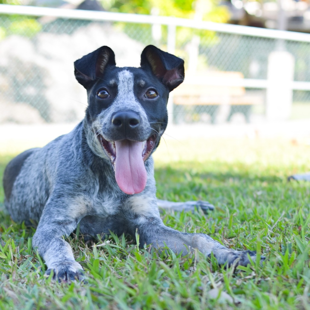 Pony, an adoptable Mixed Breed in Kailua Kona, HI, 96740 | Photo Image 2