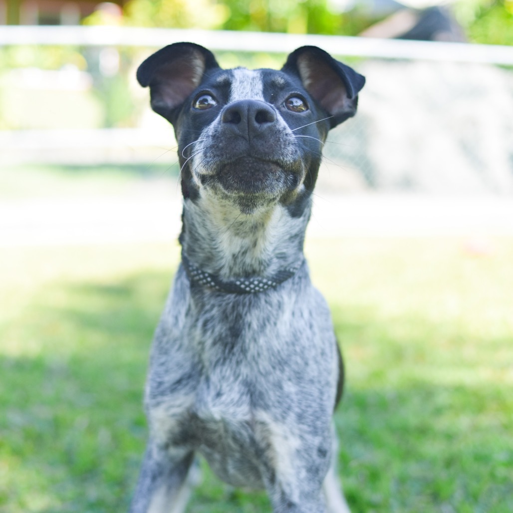 Pony, an adoptable Mixed Breed in Kailua Kona, HI, 96740 | Photo Image 3