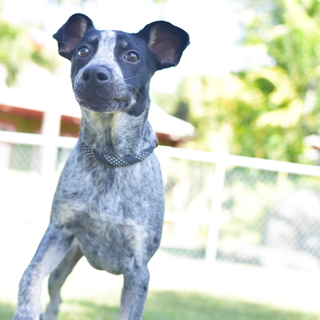 Pony, an adoptable Mixed Breed in Kailua Kona, HI, 96740 | Photo Image 4