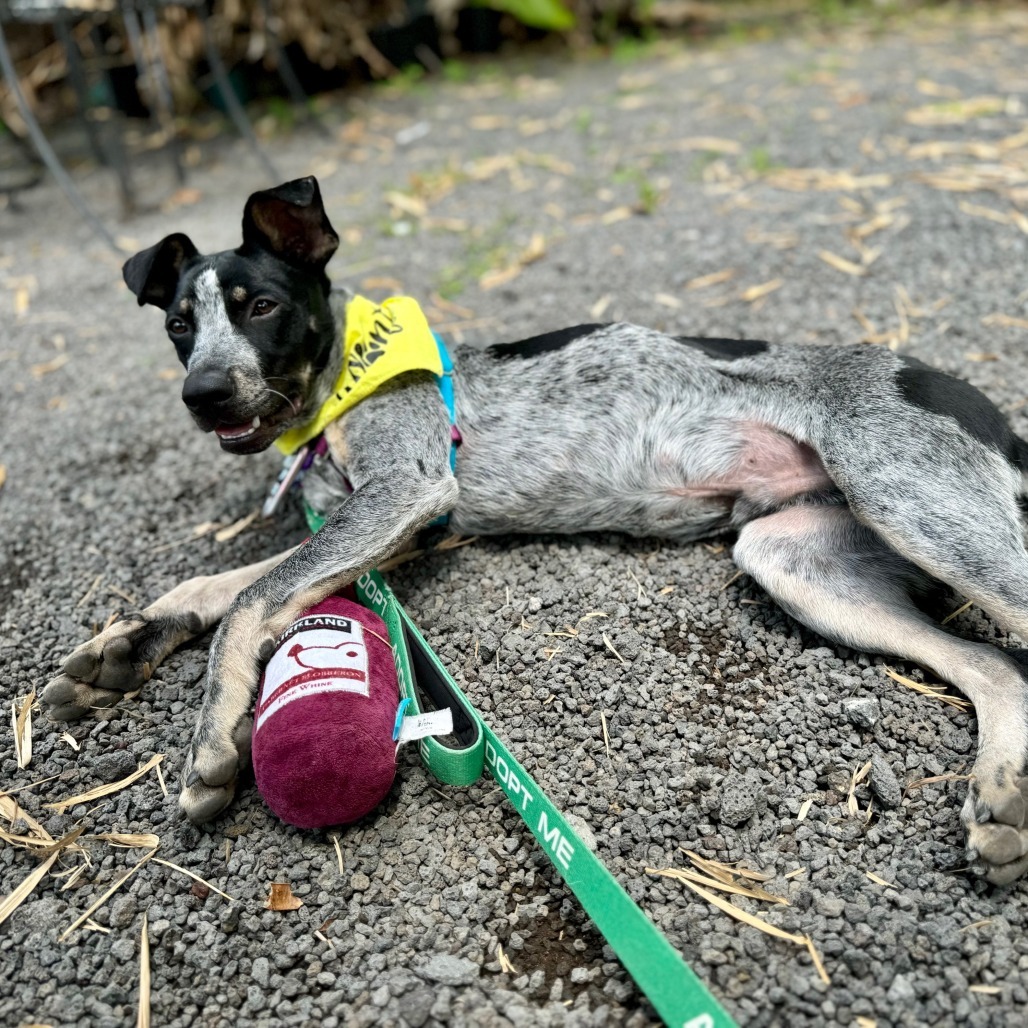 Pony, an adoptable Mixed Breed in Kailua Kona, HI, 96740 | Photo Image 6