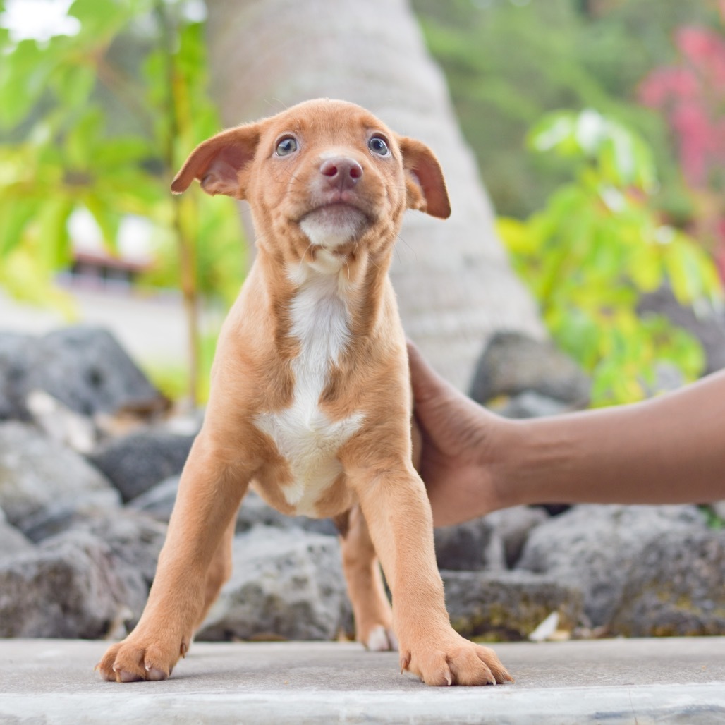 Max Goof, an adoptable Mixed Breed in Kailua Kona, HI, 96740 | Photo Image 2