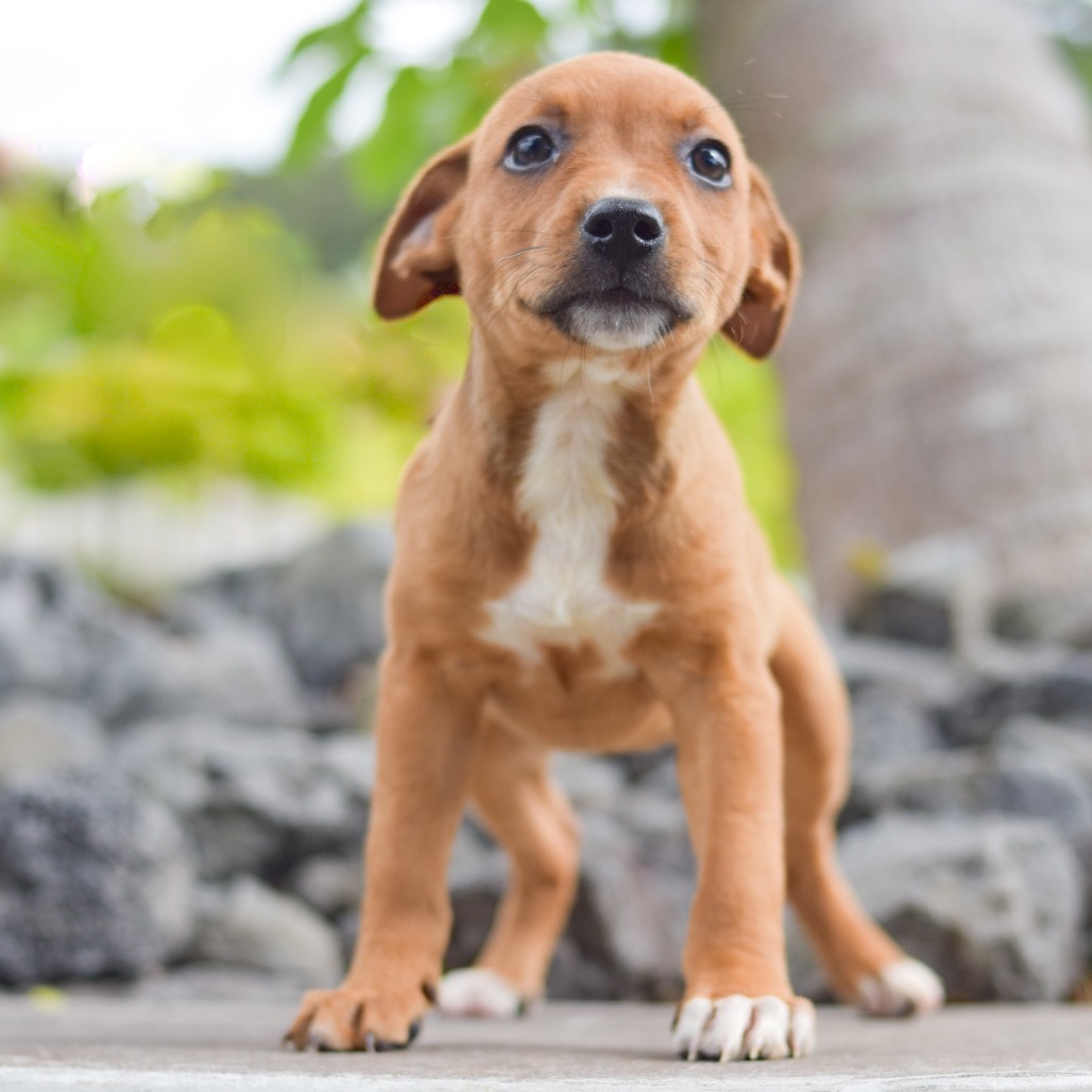 Roxanne, an adoptable Mixed Breed in Kailua Kona, HI, 96740 | Photo Image 1