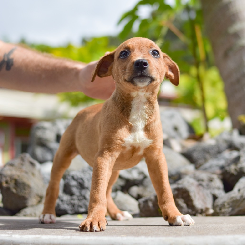 Roxanne, an adoptable Mixed Breed in Kailua Kona, HI, 96740 | Photo Image 2