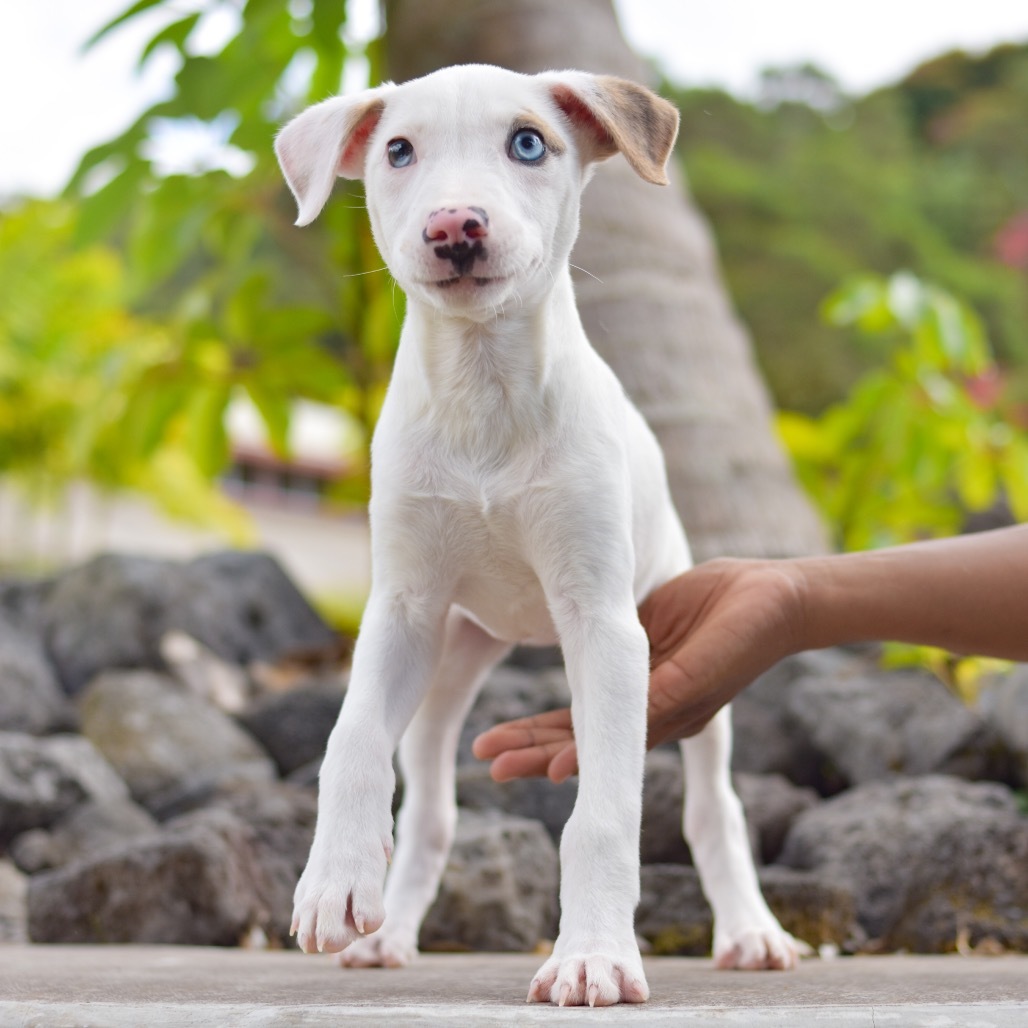 Kiara, an adoptable Mixed Breed in Kailua Kona, HI, 96740 | Photo Image 1