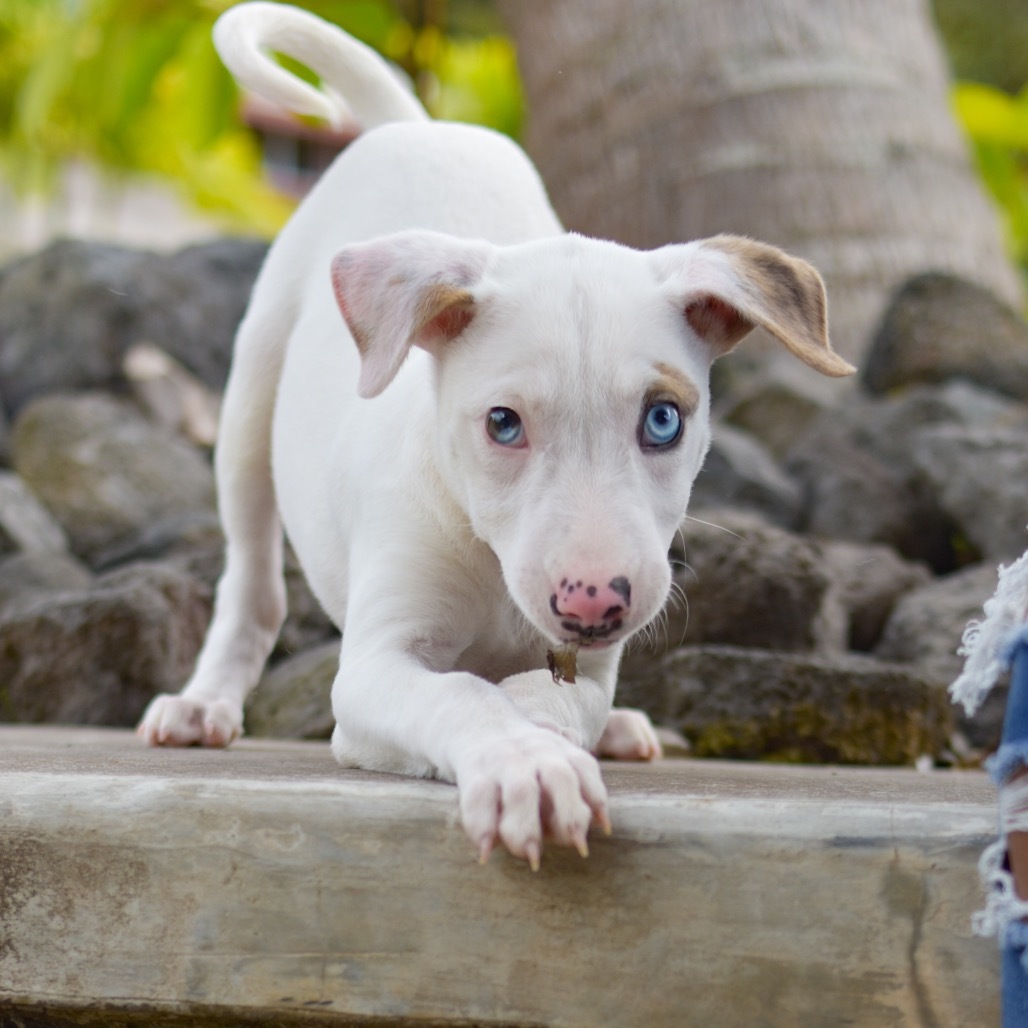 Kiara, an adoptable Mixed Breed in Kailua Kona, HI, 96740 | Photo Image 2