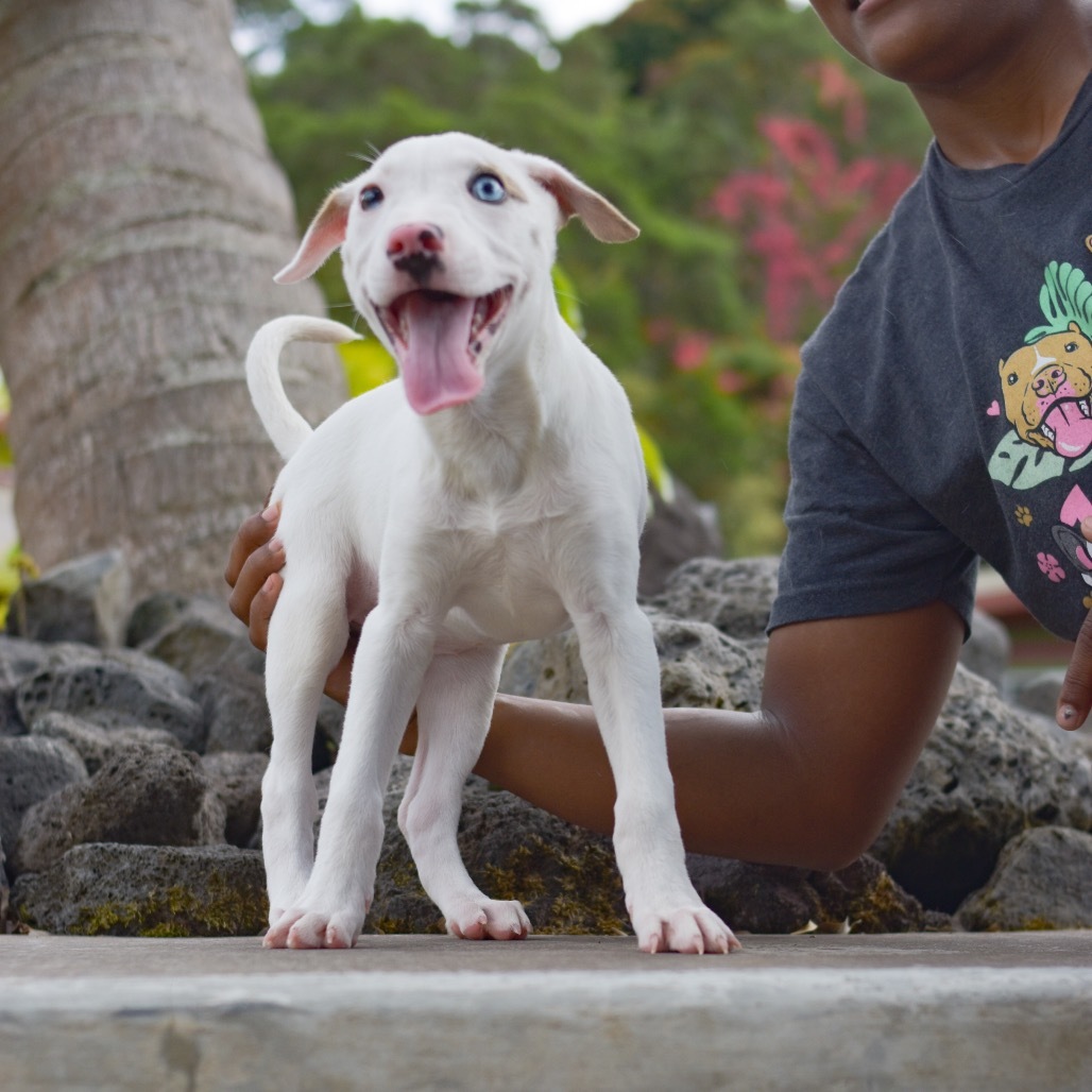 Kiara, an adoptable Mixed Breed in Kailua Kona, HI, 96740 | Photo Image 3