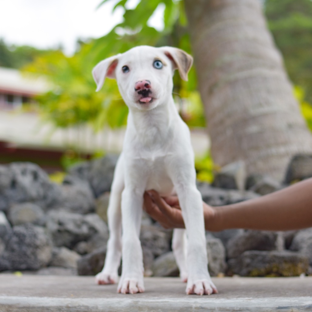 Kiara, an adoptable Mixed Breed in Kailua Kona, HI, 96740 | Photo Image 4