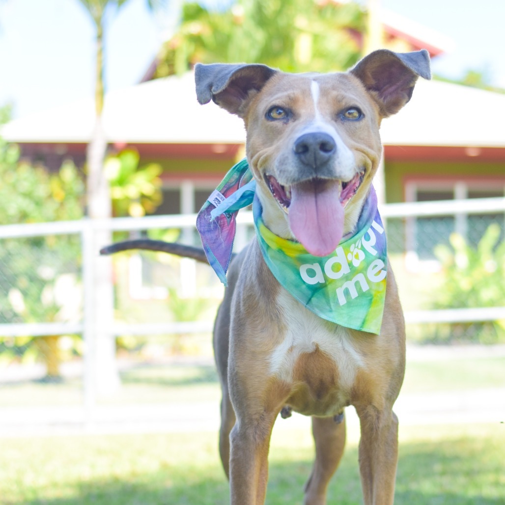 Willow, an adoptable Mixed Breed in Kailua Kona, HI, 96740 | Photo Image 1