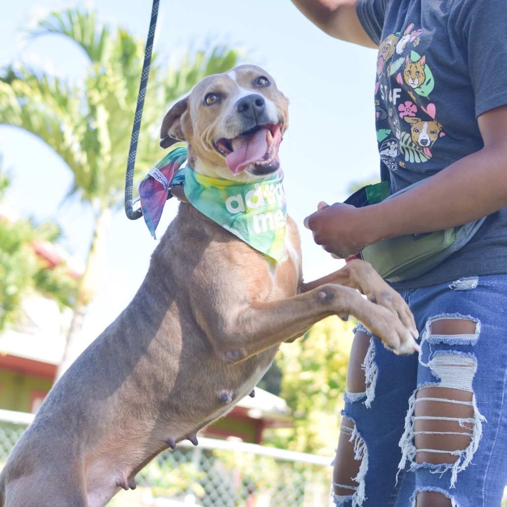 Willow, an adoptable Mixed Breed in Kailua Kona, HI, 96740 | Photo Image 2