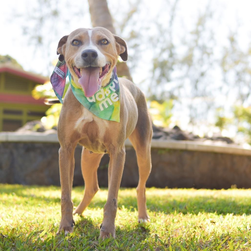 Willow, an adoptable Mixed Breed in Kailua Kona, HI, 96740 | Photo Image 3