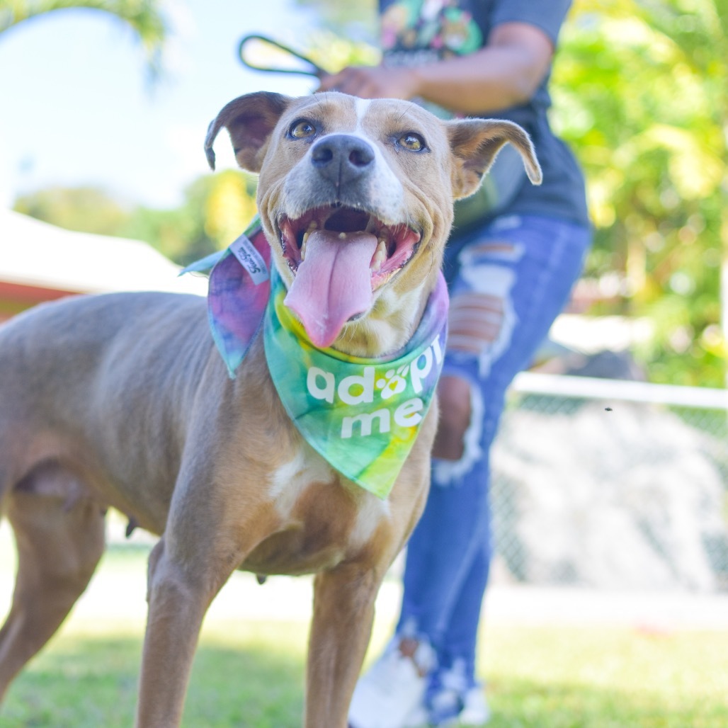 Willow, an adoptable Mixed Breed in Kailua Kona, HI, 96740 | Photo Image 4