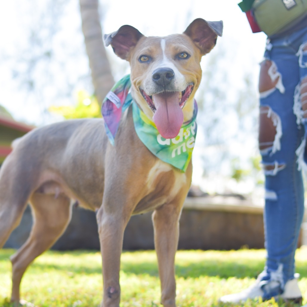 Willow, an adoptable Mixed Breed in Kailua Kona, HI, 96740 | Photo Image 5