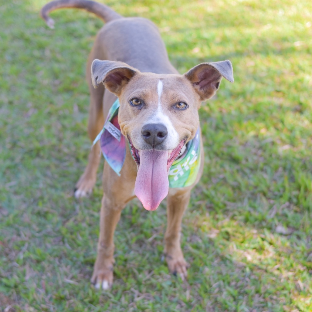 Willow, an adoptable Mixed Breed in Kailua Kona, HI, 96740 | Photo Image 6