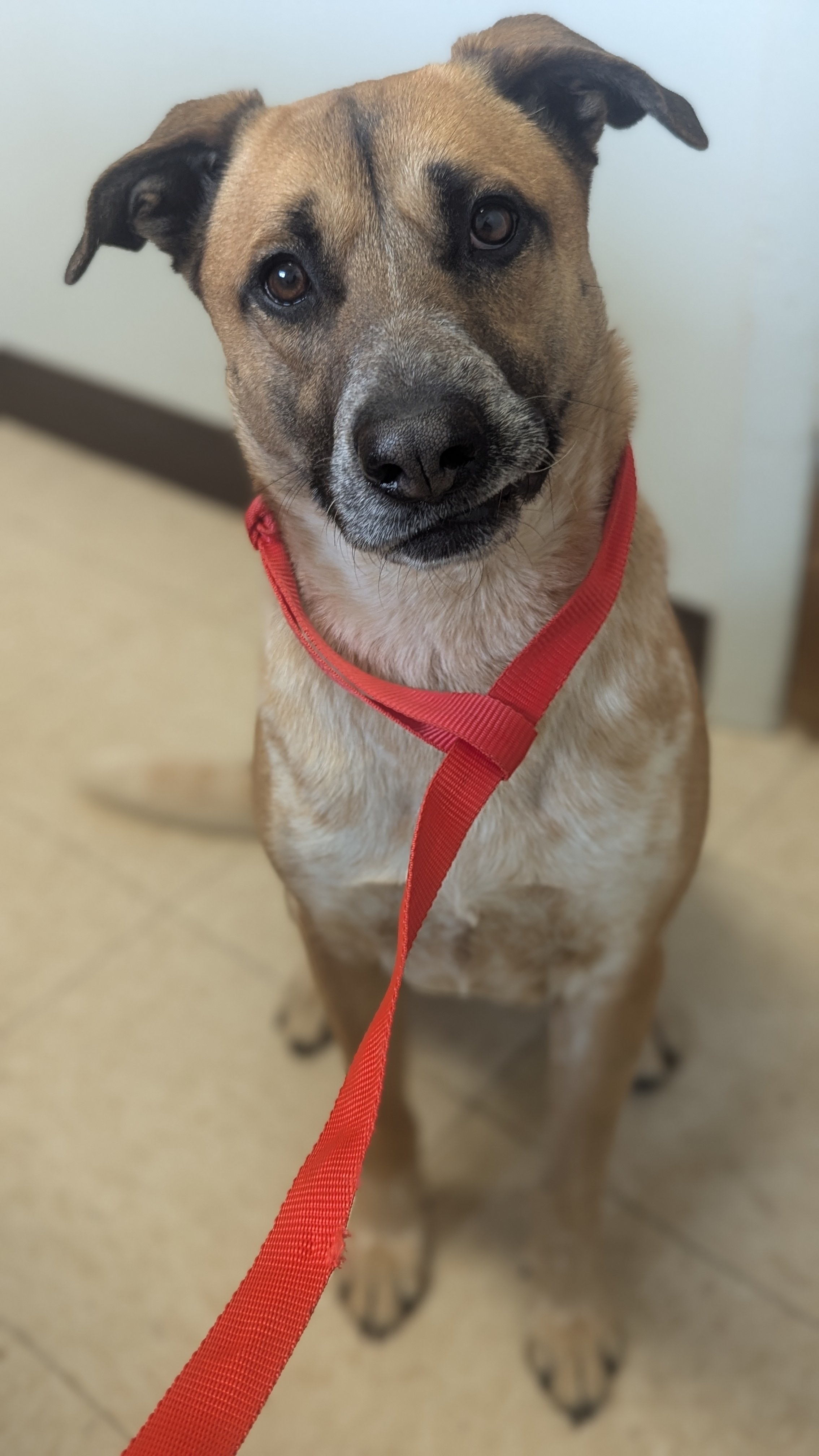 Dutchess, an adoptable German Shepherd Dog in Castle Dale, UT, 84513 | Photo Image 1