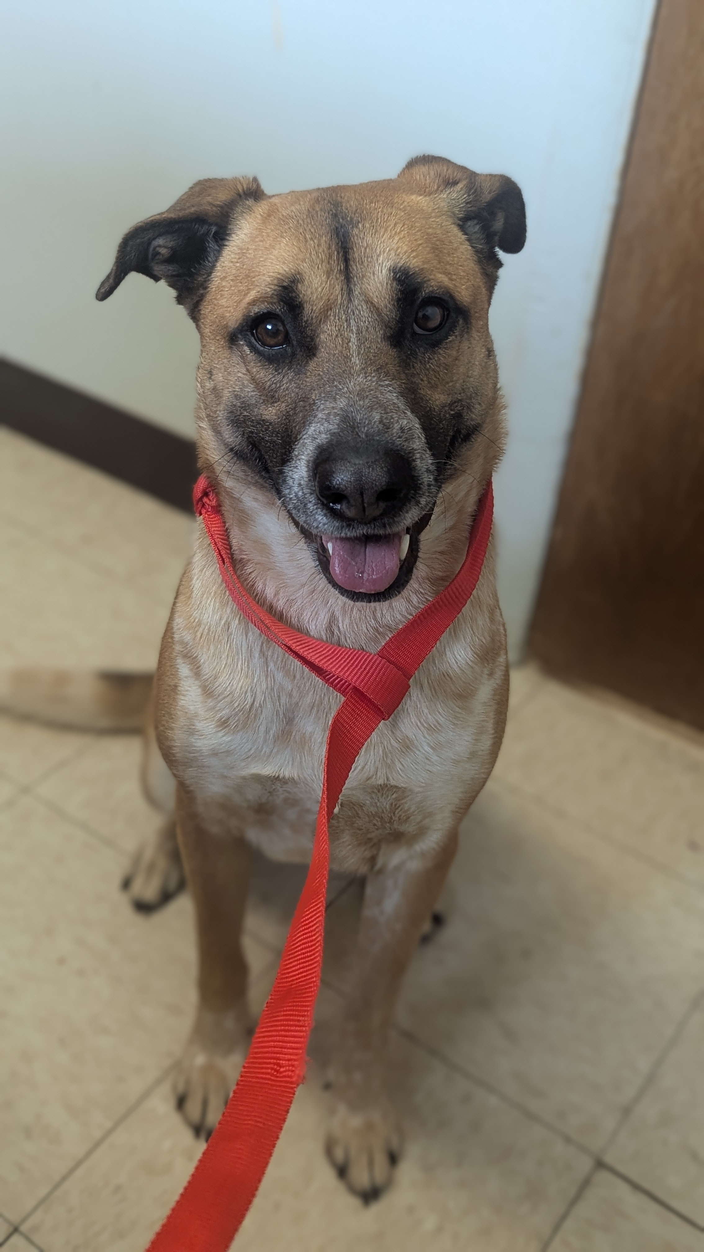 Dutchess, an adoptable German Shepherd Dog in Castle Dale, UT, 84513 | Photo Image 4