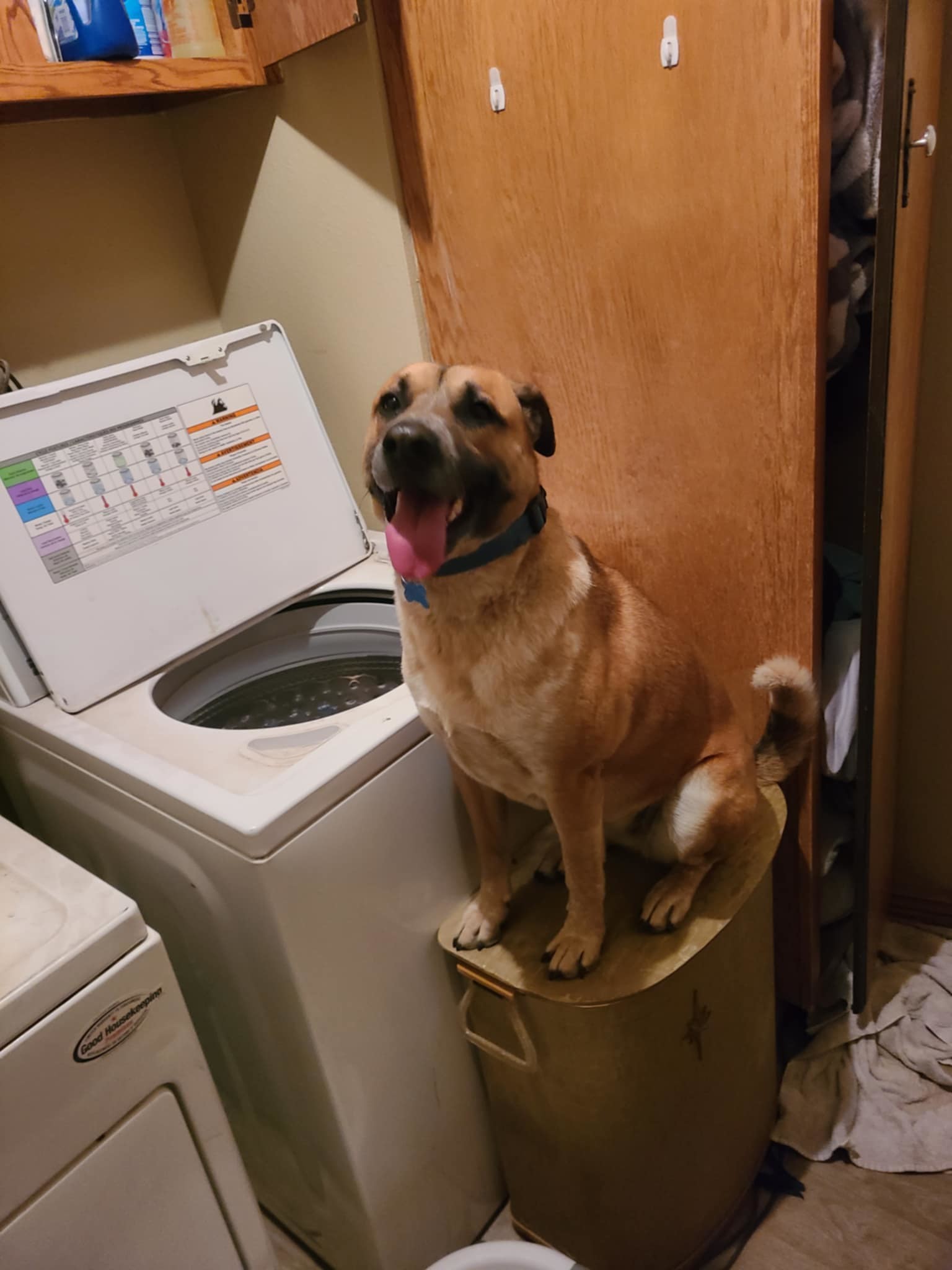 Dutchess, an adoptable German Shepherd Dog in Castle Dale, UT, 84513 | Photo Image 6