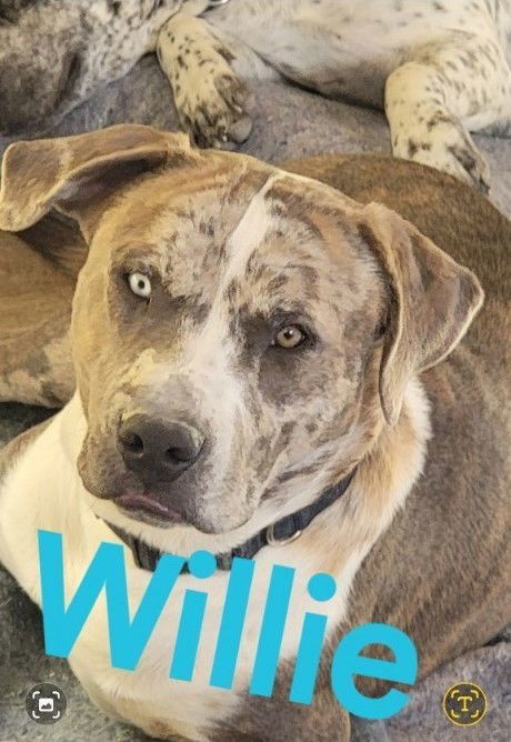Willie 1
