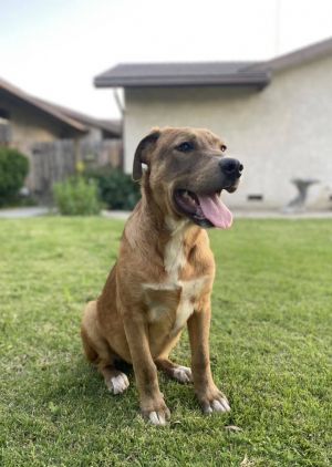 Mixed breed puppy maleApollo One of our valley special pups because he is comprised of almost ev