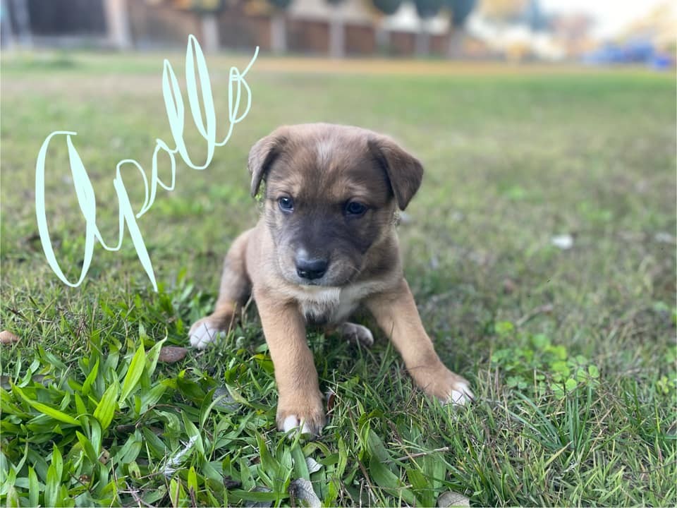 Apollo