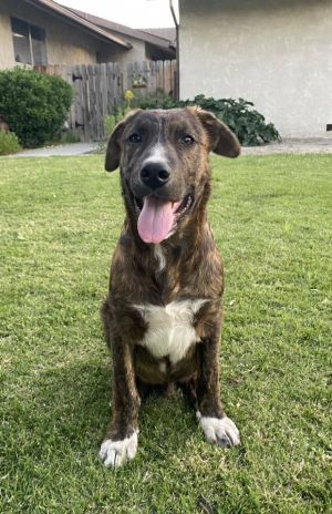 Mixed breed puppy maleAtlas One of our valley special because he is comprised of almost every br