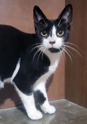 Zadie, Adult Female Domestic Short Hair