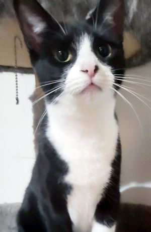 Jolene, Adult Female Domestic Short Hair