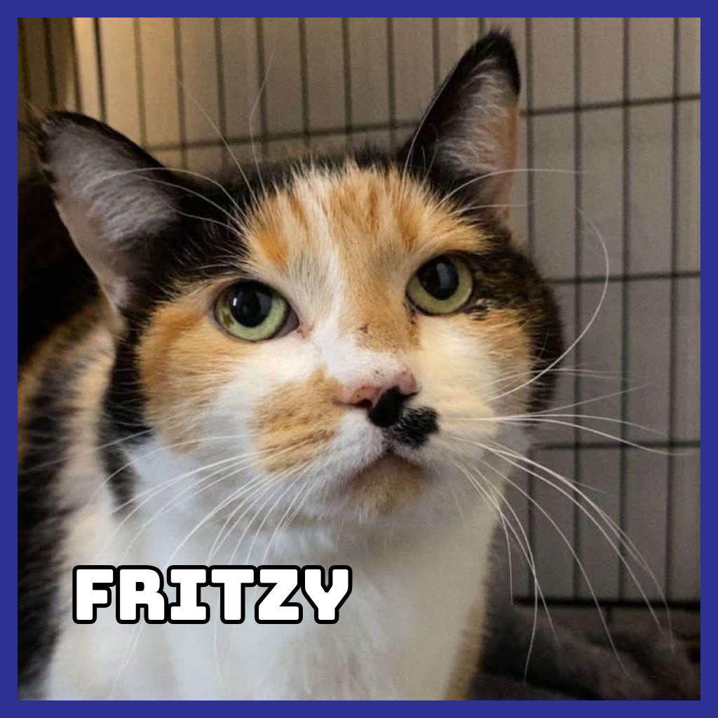 Fritzy, an adoptable Domestic Short Hair in Glenwood, MN, 56334 | Photo Image 1