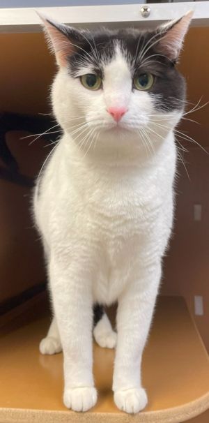 Lily, Adult Female unknown