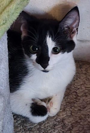 Onyx