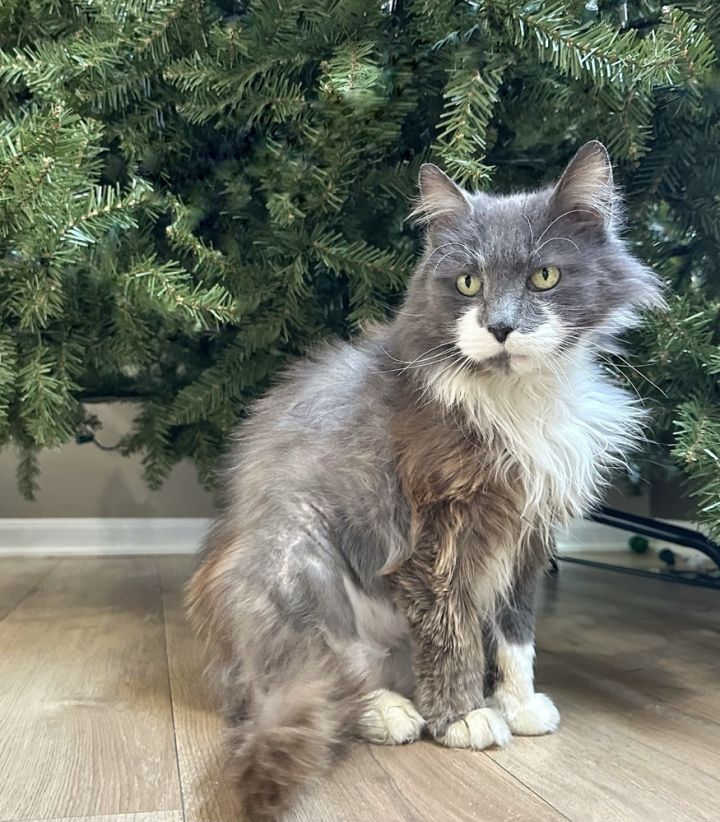 Blanche Kitty 1