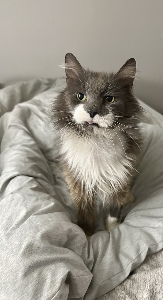 Blanche Kitty 2