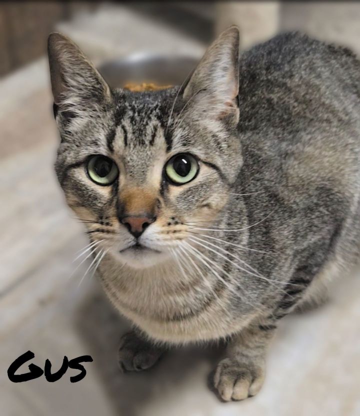 GUS 1