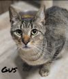 GUS photo 1