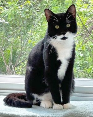 Domino